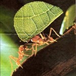 Ants
